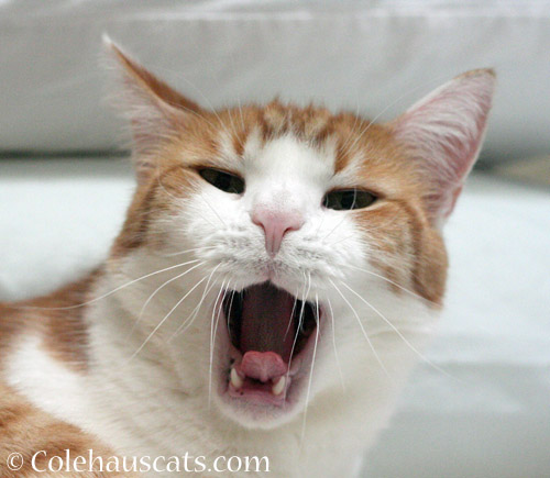 Hey . . . © Colehauscats.com