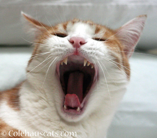 YAWN! . . . © Colehauscats.com