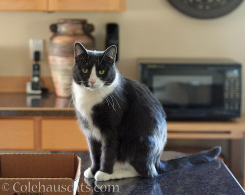 Tessa, kitchen cat © Colehauscats.com