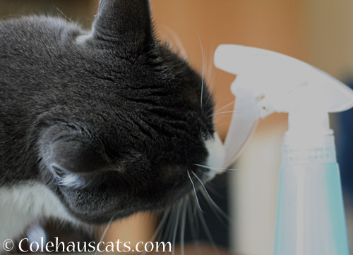 "Tessa's" water bottle © Colehauscats.com