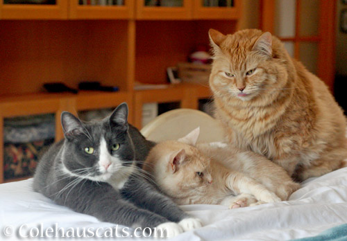 Tessa, Miss Newton and Pia © Colehauscats.com