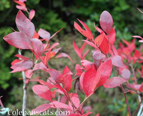 Fall Blueberry color © Colehauscats.com