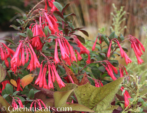 Hardy Fuchsia © Colehauscats.com