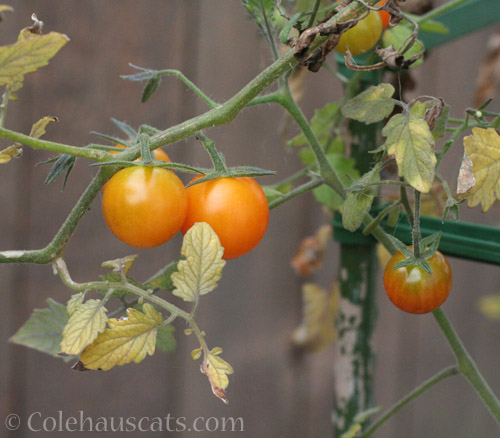 Last Cherry Tomatoes © Colehauscats.com