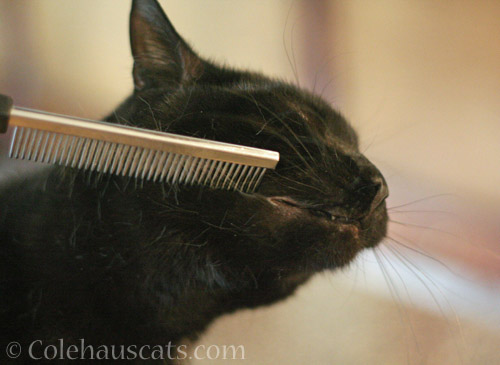 Olivia loves the comb © Colehauscats.com