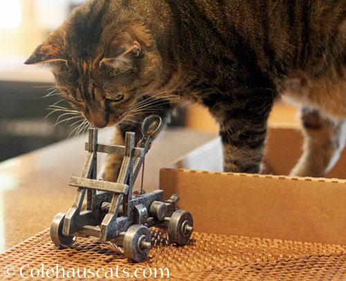 Viola and her little trebuchet - 2018 © Colehauscats.com