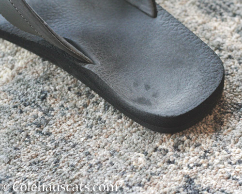 A small paw print on Mom's shoe © Colehauscats.com