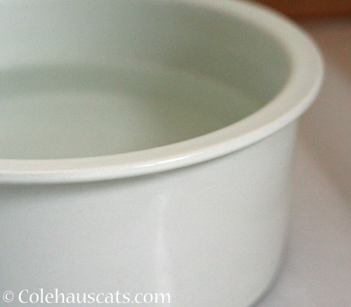 A water bowl © Colehauscats.com