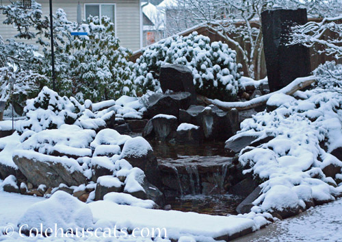 The fountain in snow © Colehauscats.com