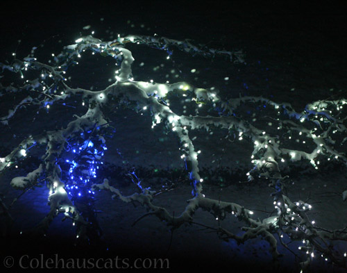 Snow Lights © Colehauscats.com