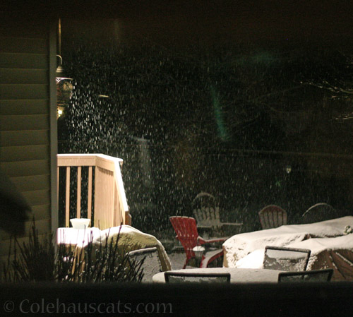 Snowing throughout the night © Colehauscats.com