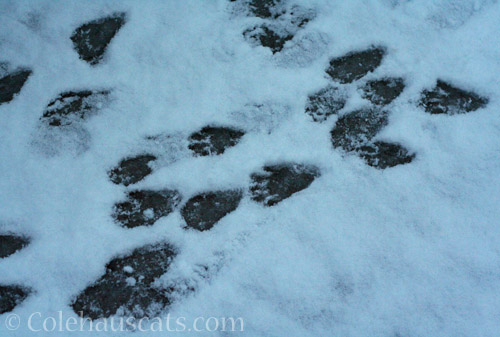 ll raccoon prints © Colehauscats.com