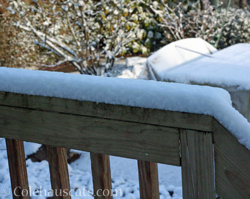 Looks like about 2 1/2 to 3 inches overnight © Colehauscats.com