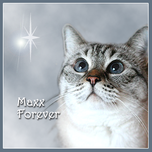 Maxx Forever 2004-2015