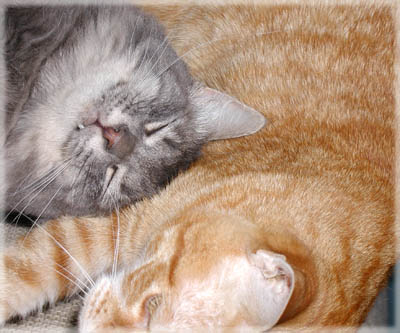 The old married couple - Cameron and Zooot. Together Forever. © Colehaus Cats