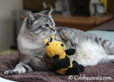 Maxx with his Busy Bee - 2013 © Colehaus Cats