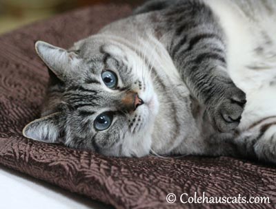 Maxx Blue Eyes, 2004 - February 11, 2015 © Colehaus Cats