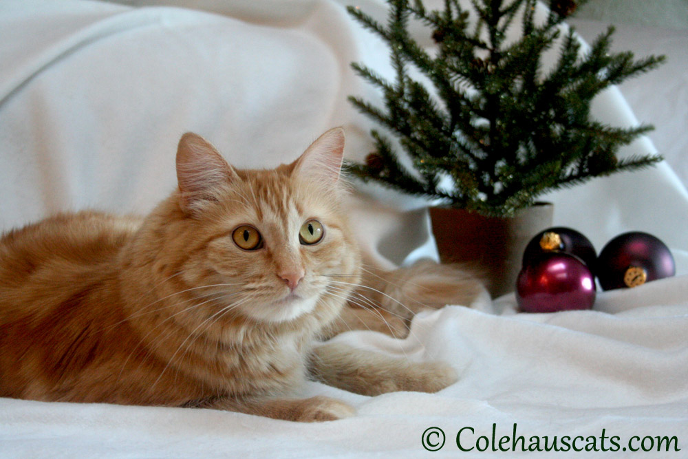 Pia's Christmas card - 2013 © Colehaus Cats