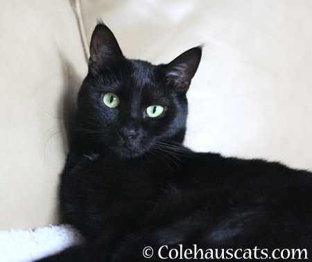 Olivia, 2014 © Colehaus Cats