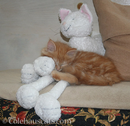 Big naps for little Pia, 2012 © Colehauscats.com