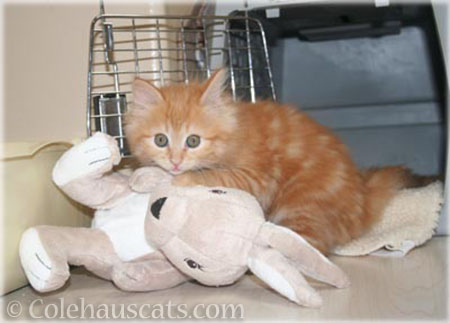 Baby Pia and her bunny - 2012 © Colehauscats.com