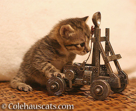 Kittens and Trebuchets. What could possible go wrong? - © Colehauscats.com