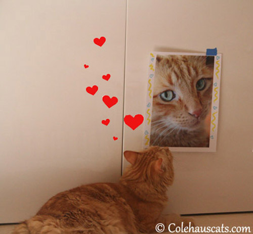 Gingers in love: Pia and Dexter - © Colehauscats.com