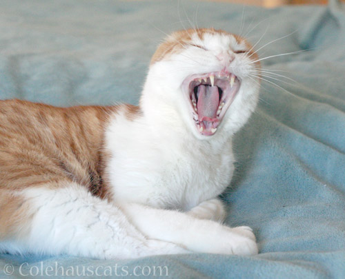 Cats who sing © Colehauscats.com