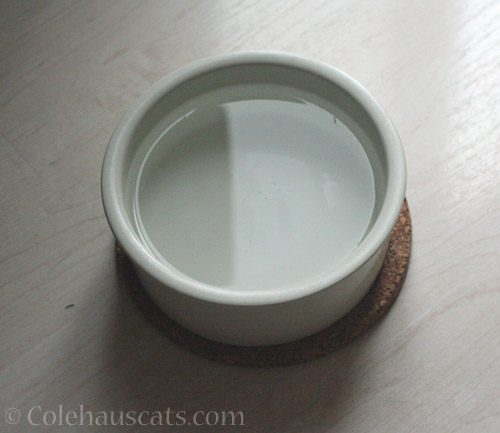 Unacceptable water bowl © Colehauscats.com