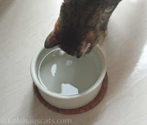 Bowl is okay with Viola © Colehauscats.com