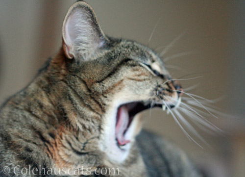 Cats who sing © Colehauscats.com