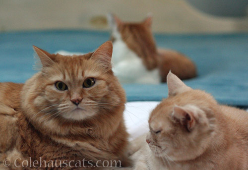 Three Gingers © Colehauscats.com