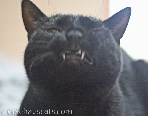 Olivia shows her teefs © Colehauscats.com