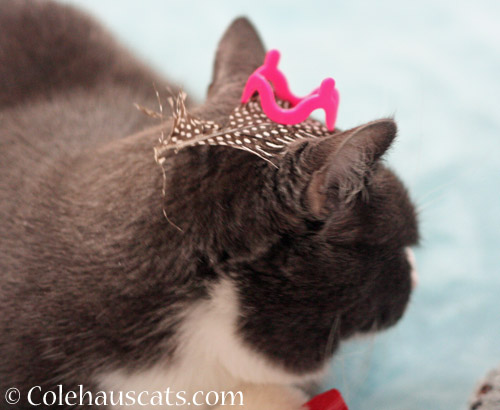 Princess Feather Hat © Colehauscats.com