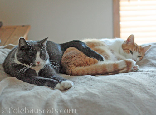 Sometimes BFF Tessa and Quint © Colehauscats.com