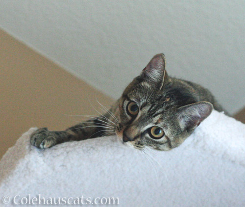 Little Viola Niblet, same white cat tower 2014 © Colehauscats.com