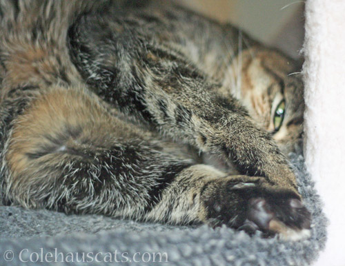 Napping © Colehauscats.com