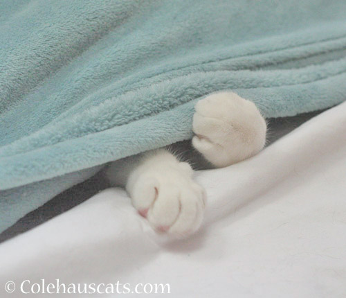 Quint Toes © Colehauscats.com