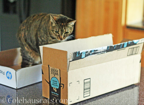 oxes, boxes. Decisions, decisions © Colehauscats.com