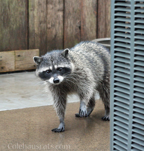 Peeky, friend of Rose Ears, July 2019 © Colehauscats.com