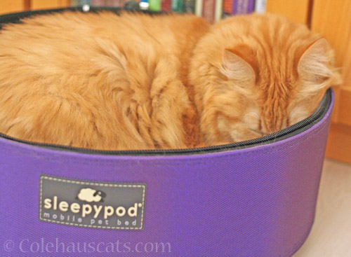 Pia Bean and her Sleepypod © Colehauscats.com
