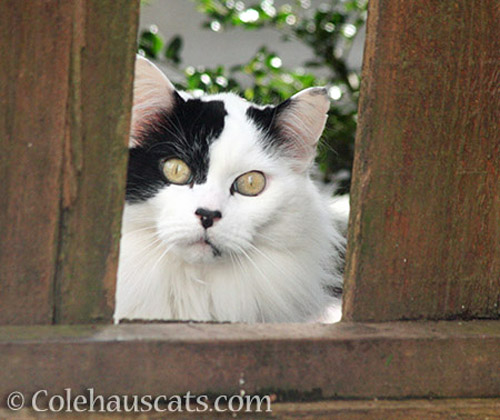 Visiting neighborhood cat Pierre © Colehauscats.com