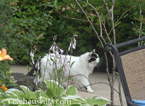 Neighborhood cat Pierre 2019 © Colehauscats.com