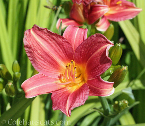 Red Daylily 2019 © Colehauscats.com