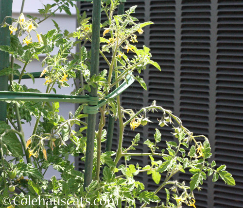 It might be a green tomato summer here © Colehauscats.com