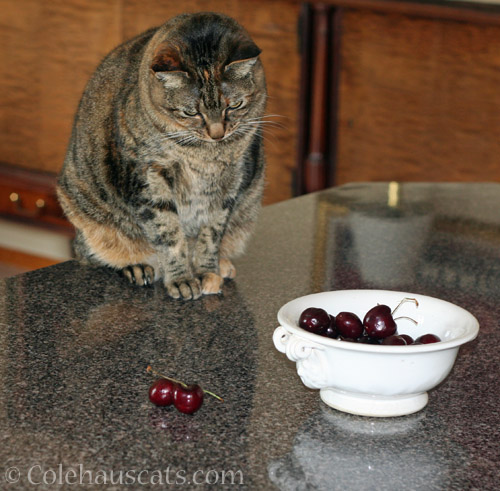 Viola and the Cherries © Colehauscats.com
