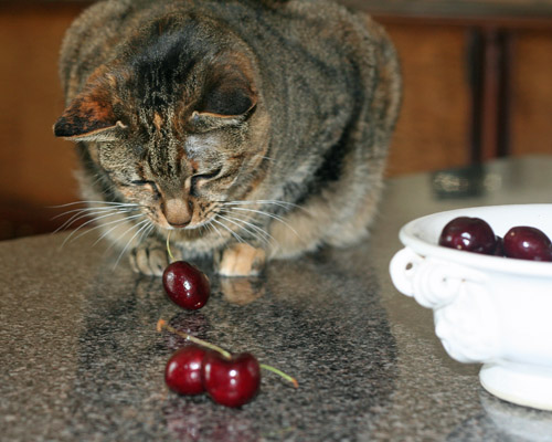Not so wary of the cherries © Colehauscats.com