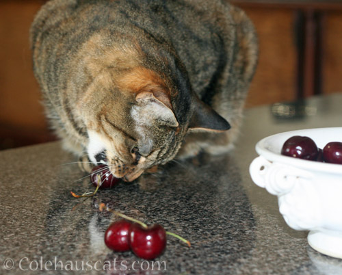 NO! Viola! NO CHERRY BITING! © Colehauscats.com