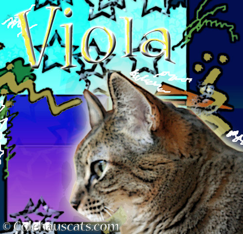 Art in August with Viola © Colehauscats.com