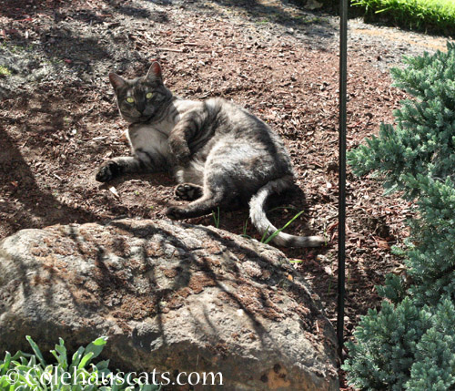 Neighbor cat P/B enjoys the last of the summer sun © Colehauscats.com